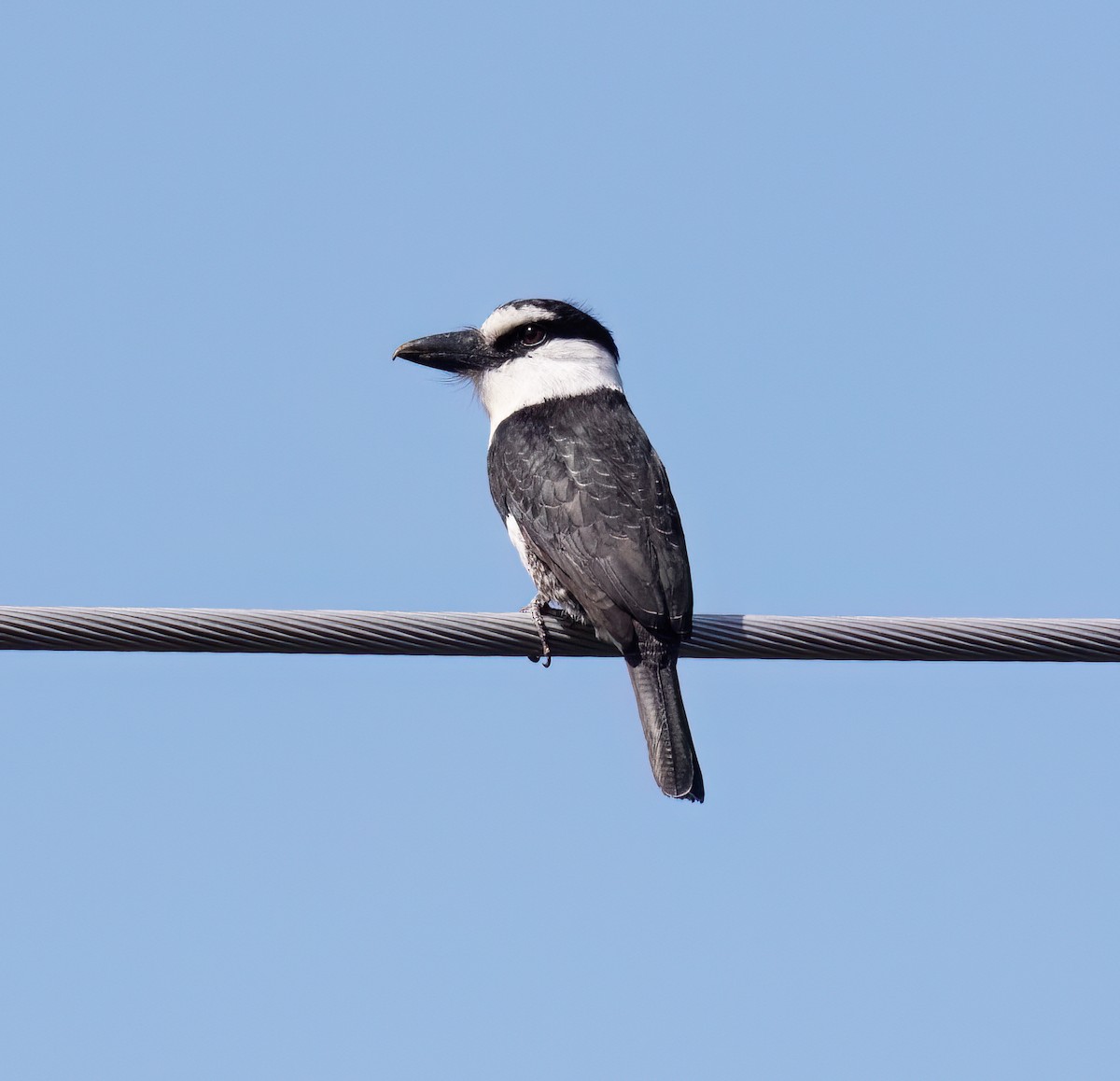 Weißnacken-Faulvogel - ML649288297