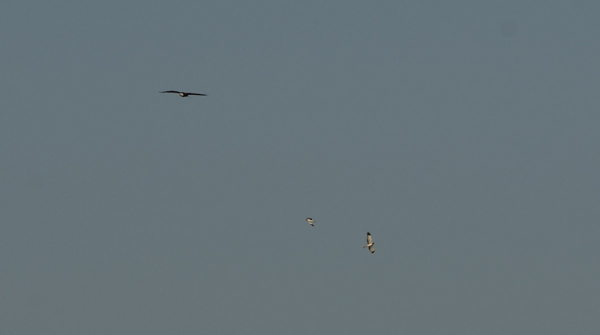 hvithodehavørn - ML649288309