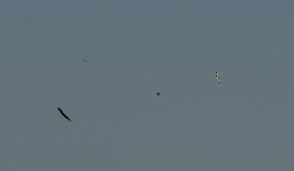 hvithodehavørn - ML649288315