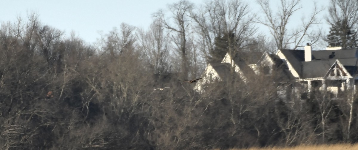 mørkmyrhauk - ML649288343