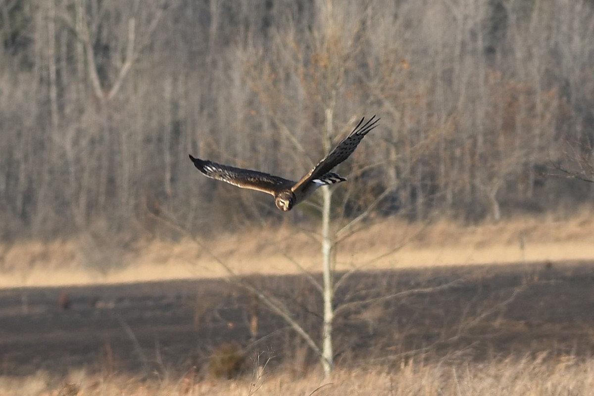 mørkmyrhauk - ML649288367