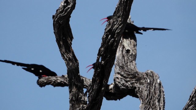 Green Woodhoopoe - ML649288396