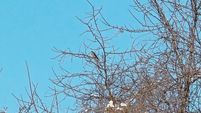 American Kestrel - ML649288536