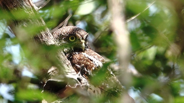 African Barred Owlet - ML649288984