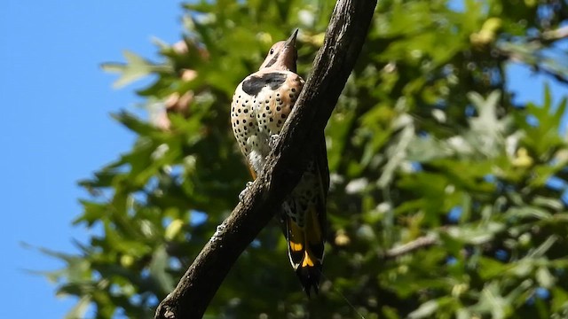 Altın Ağaçkakan - ML649288995