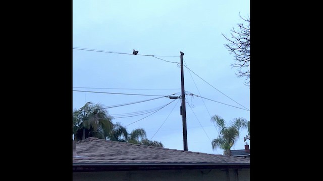 Great Horned Owl - ML649288999