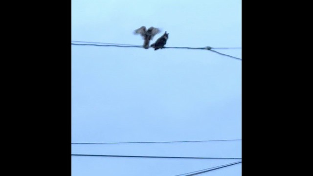 Great Horned Owl - ML649289001