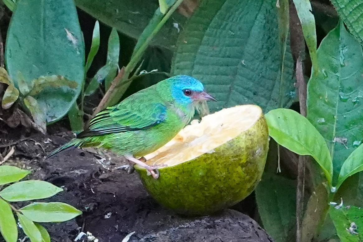 Blue Dacnis - ML649289240