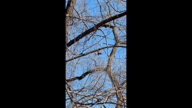 Ruby-crowned Kinglet - ML649289440