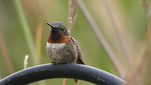 Ruby-throated Hummingbird - ML649289481