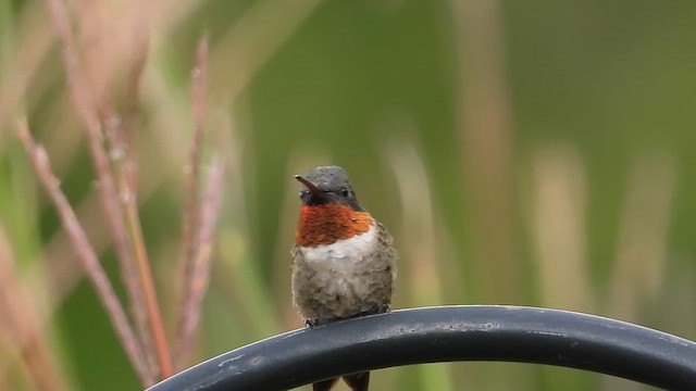 Ruby-throated Hummingbird - ML649289505