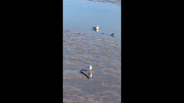 Ring-billed Gull - ML649289510