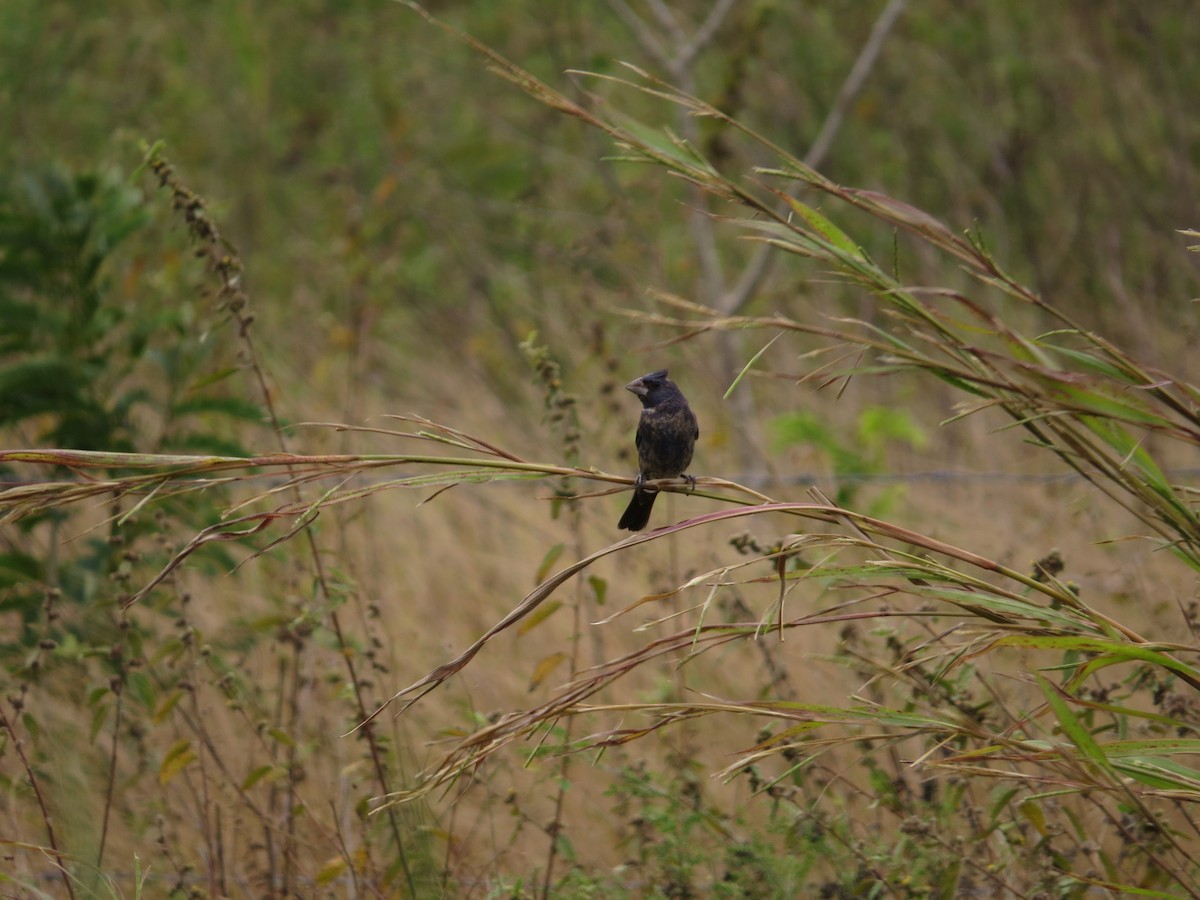Blue Grosbeak - ML649289793