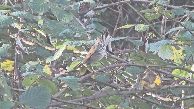 Дрозд-отшельник - ML649289795