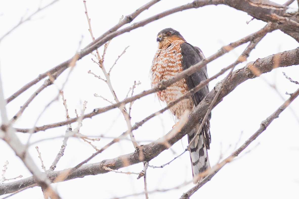 Sharp-shinned Hawk - ML649289842