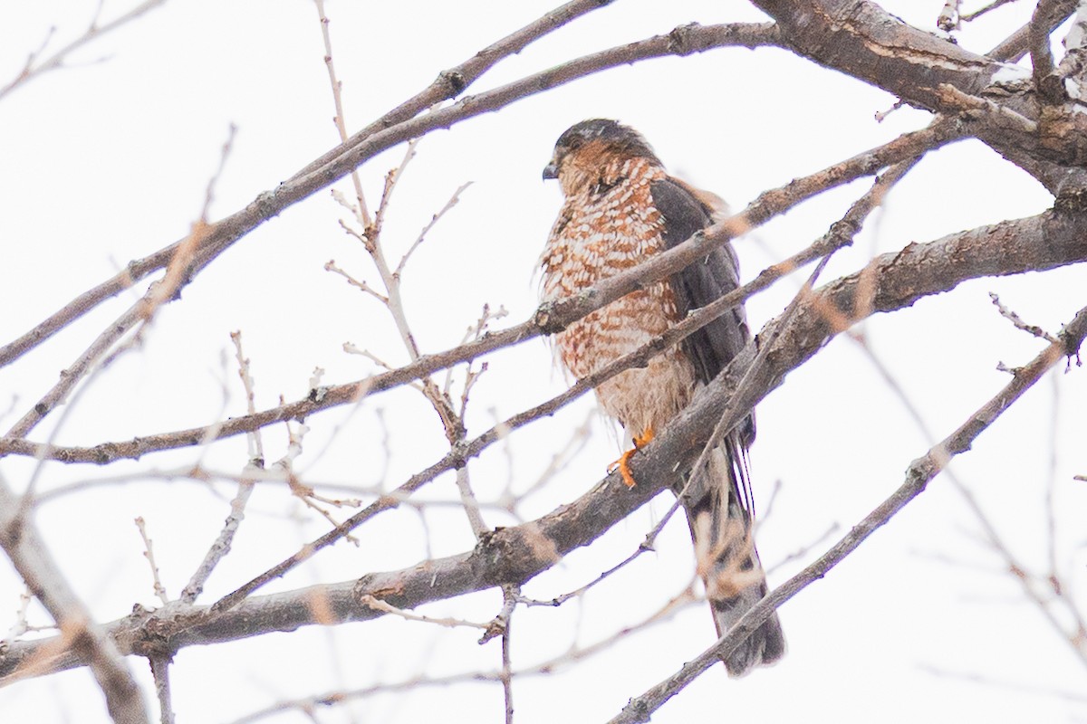Sharp-shinned Hawk - ML649289843