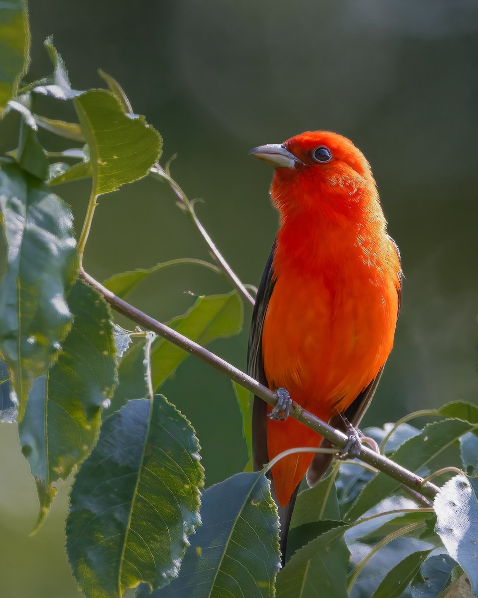 Scarlet Tanager - ML649290072