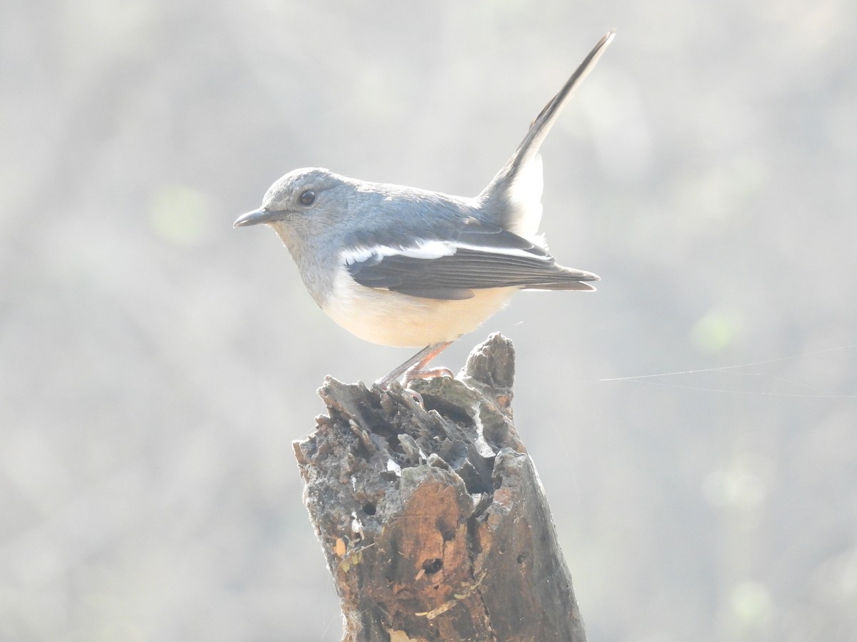 Шама східна - ML649290355