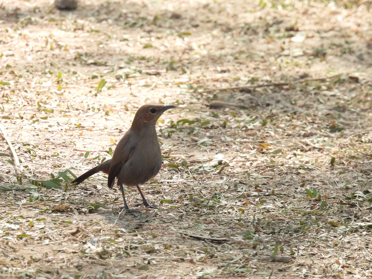 Шама індійська - ML649290356