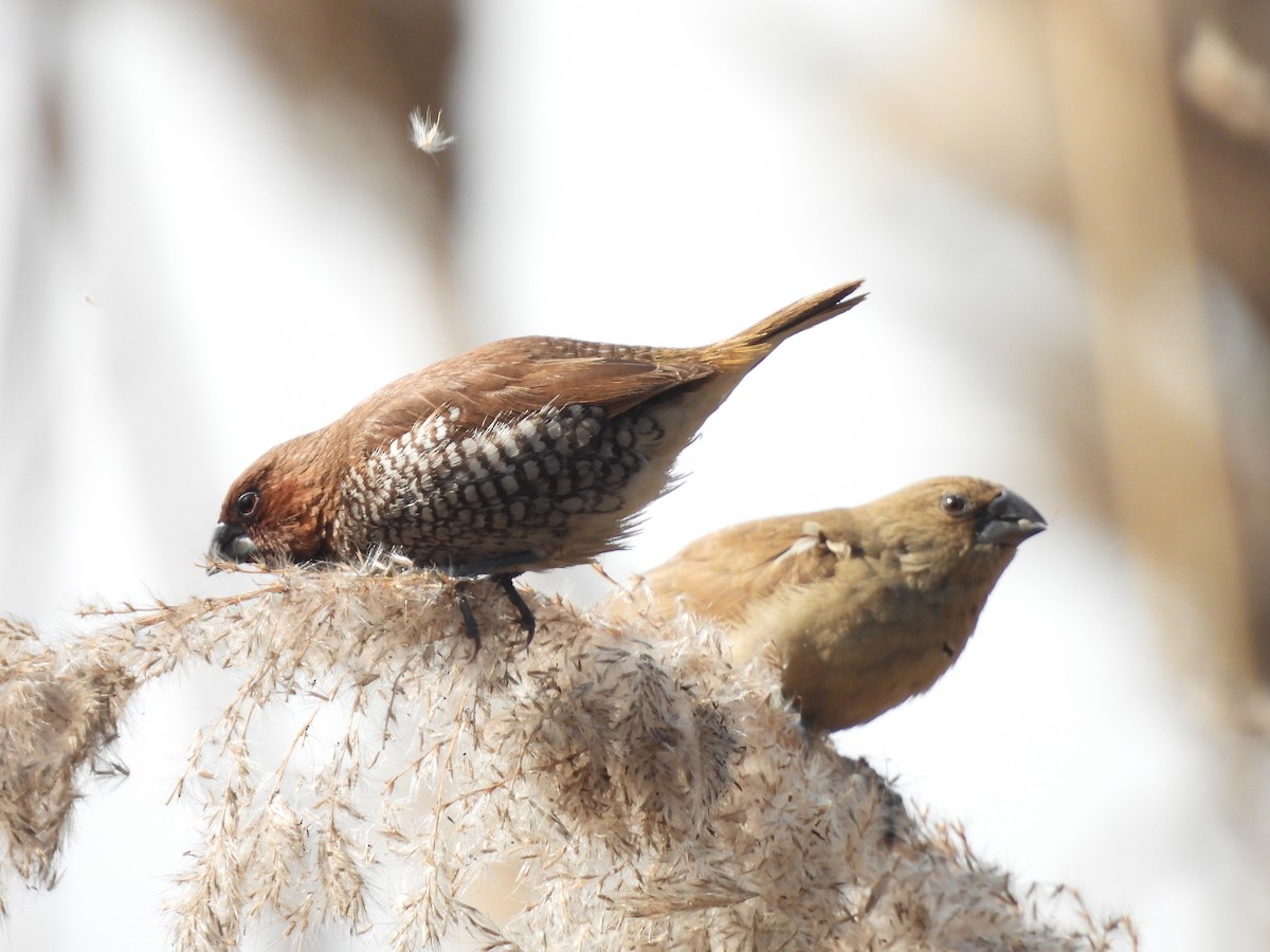 Мунія іржаста - ML649290608