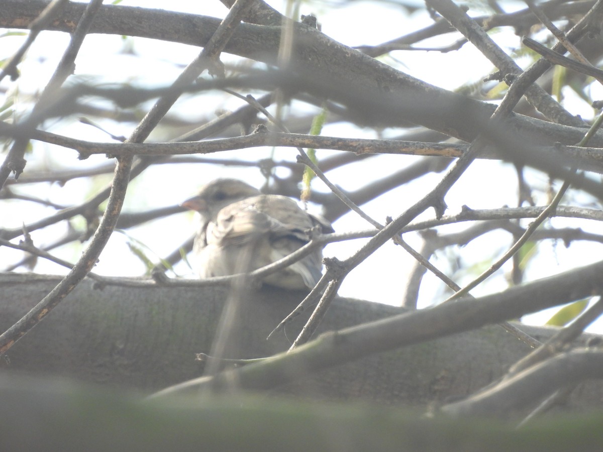 Горобець пакистанський - ML649290609