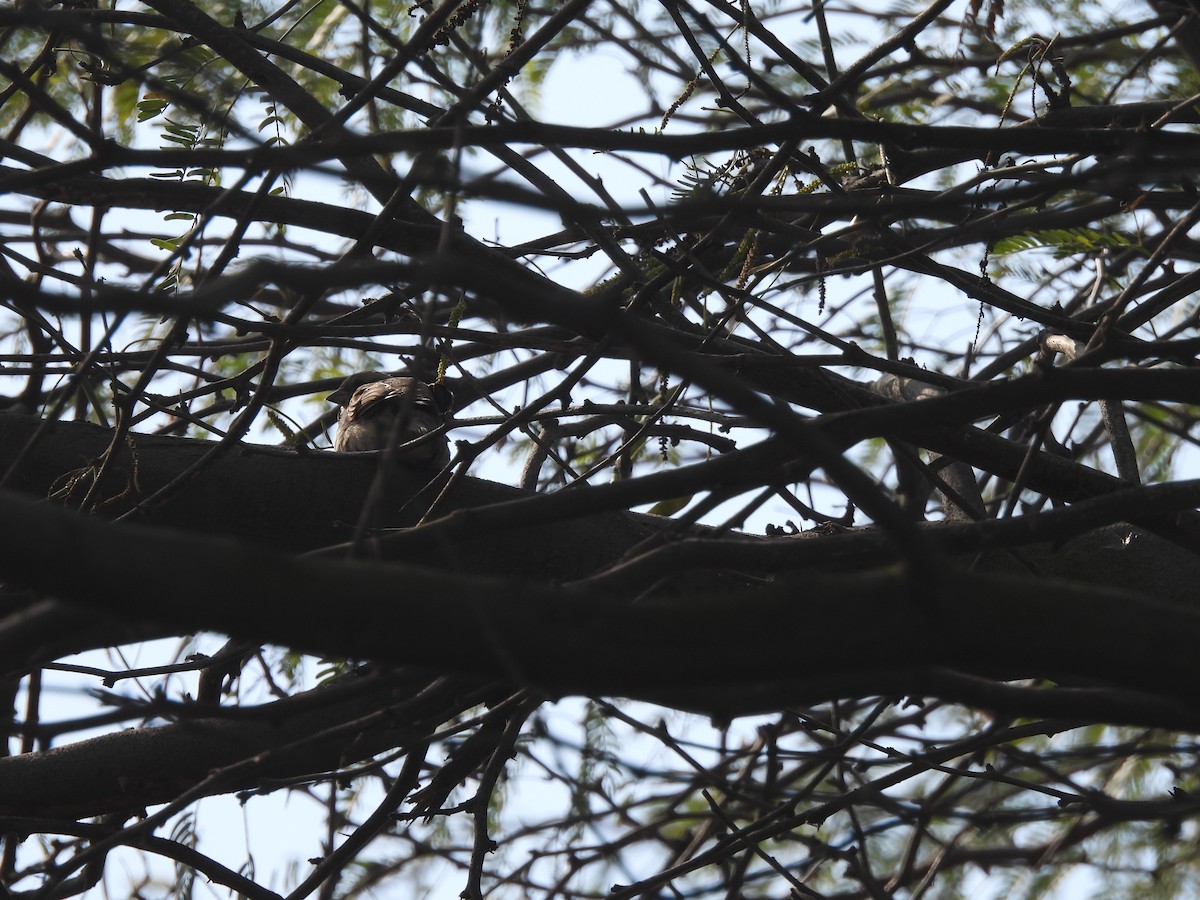 Горобець пакистанський - ML649290610