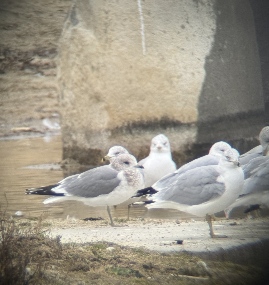 Мартин сивий аляскинський - ML649290677