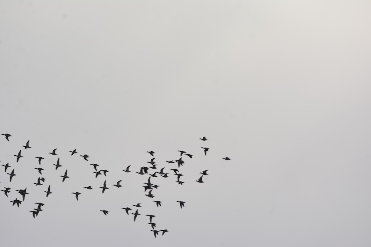 ברווז חד-זנב - ML649290866