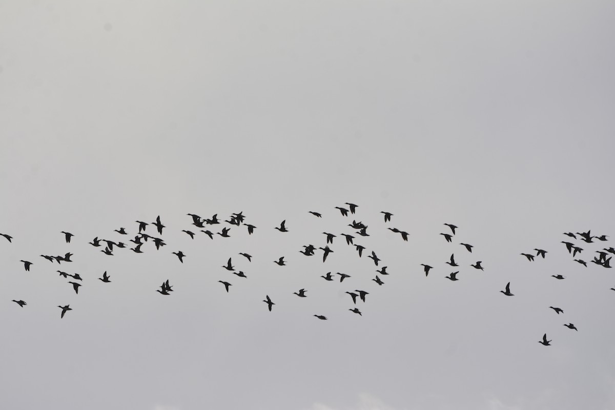 ברווז חד-זנב - ML649290867