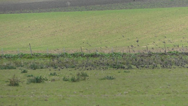 European Starling - ML649291036