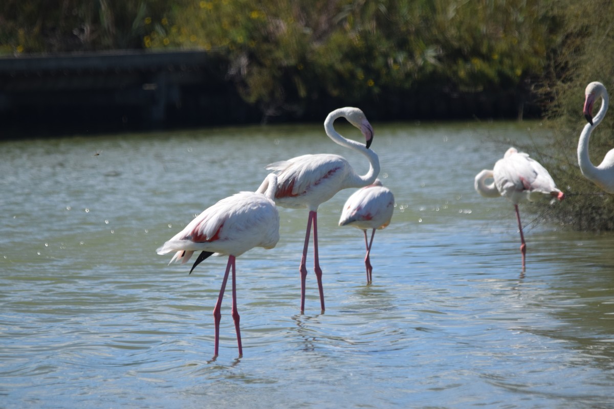 Greater Flamingo - ML649291207