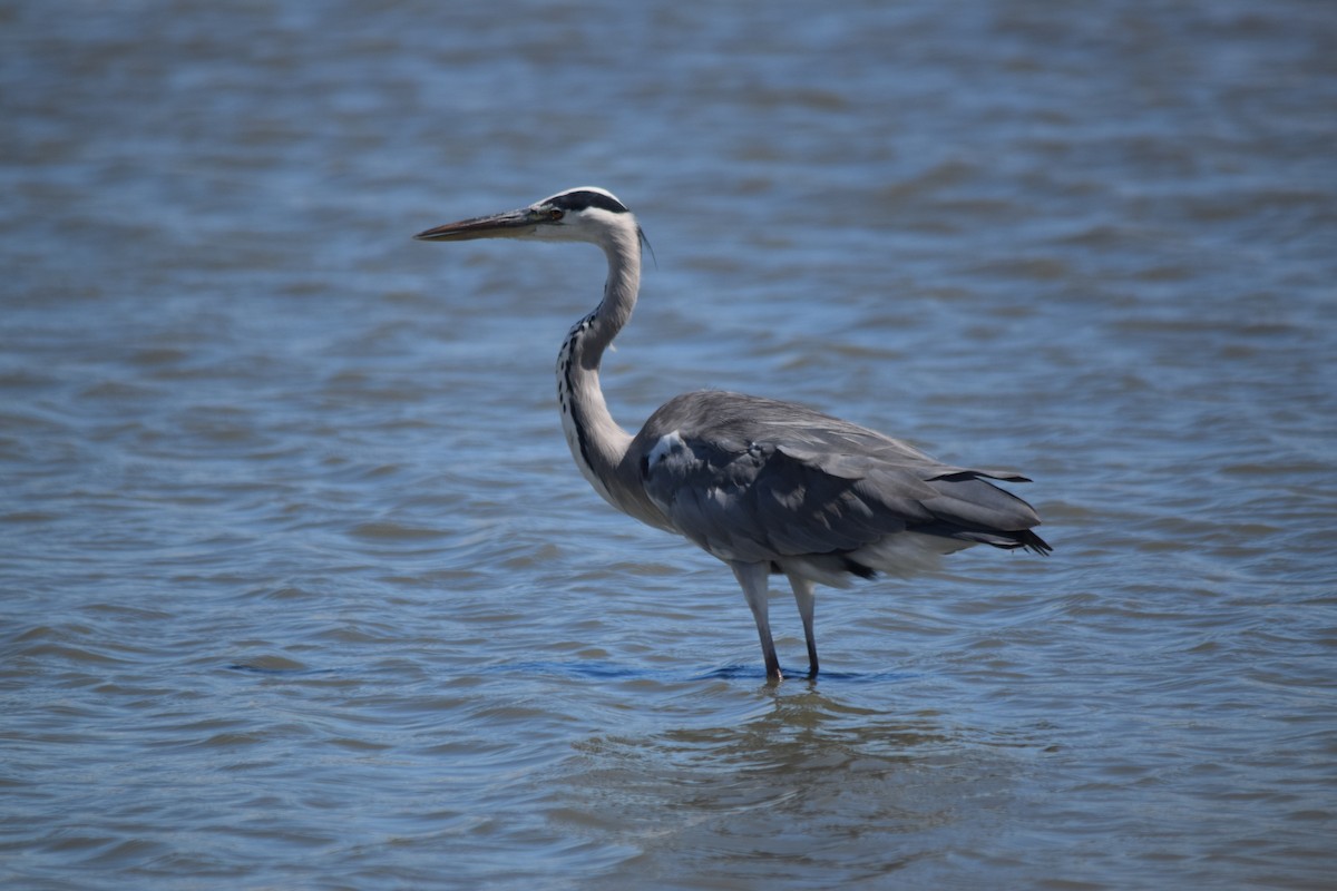 Gray Heron - ML649291285