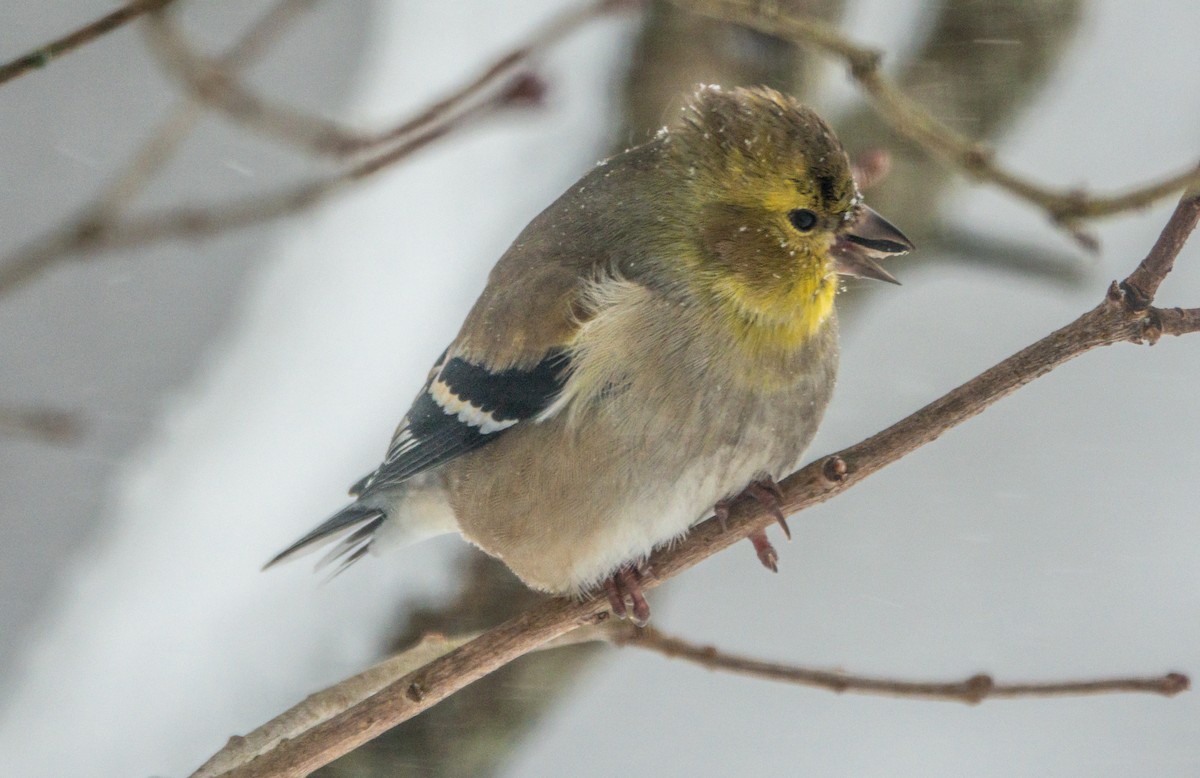 Американский чиж - ML649291428