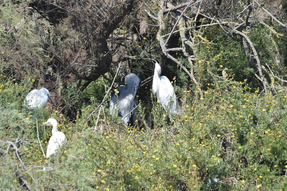 Gray Heron - ML649291448