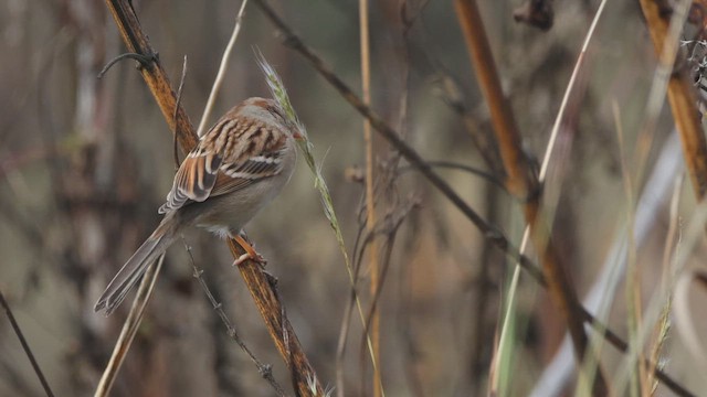 Field Sparrow - ML649291641