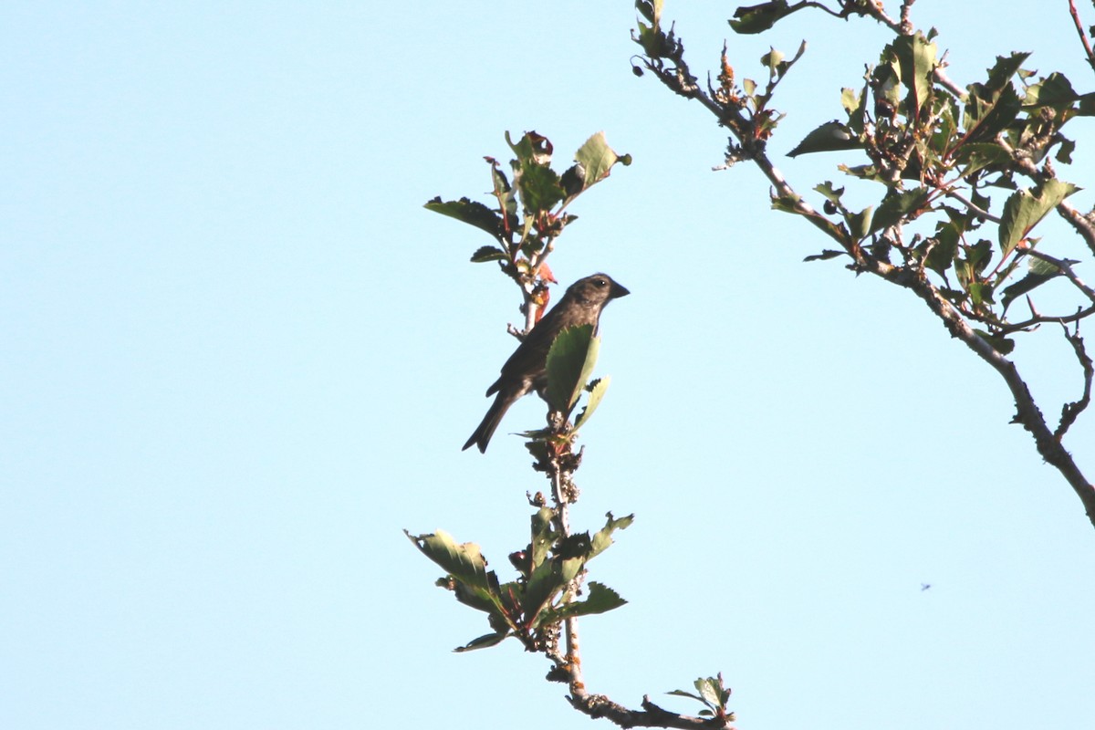 Purple Finch - ML649291648