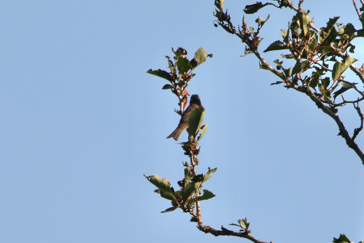 Purple Finch - ML649291649