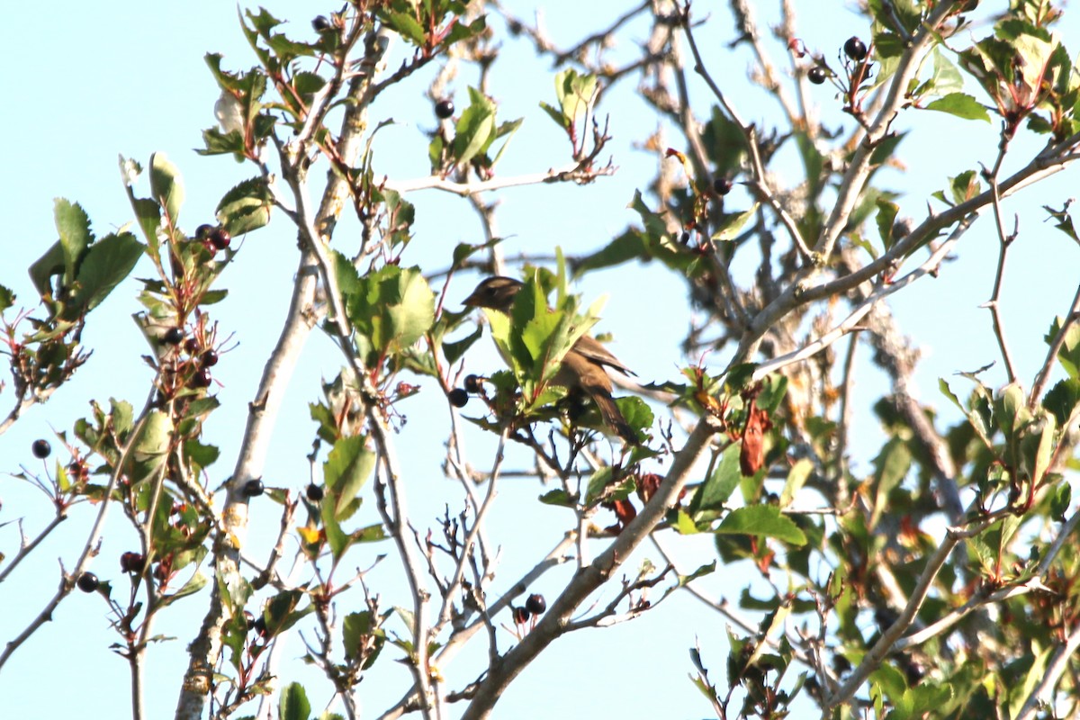 White-crowned Sparrow - ML649291704