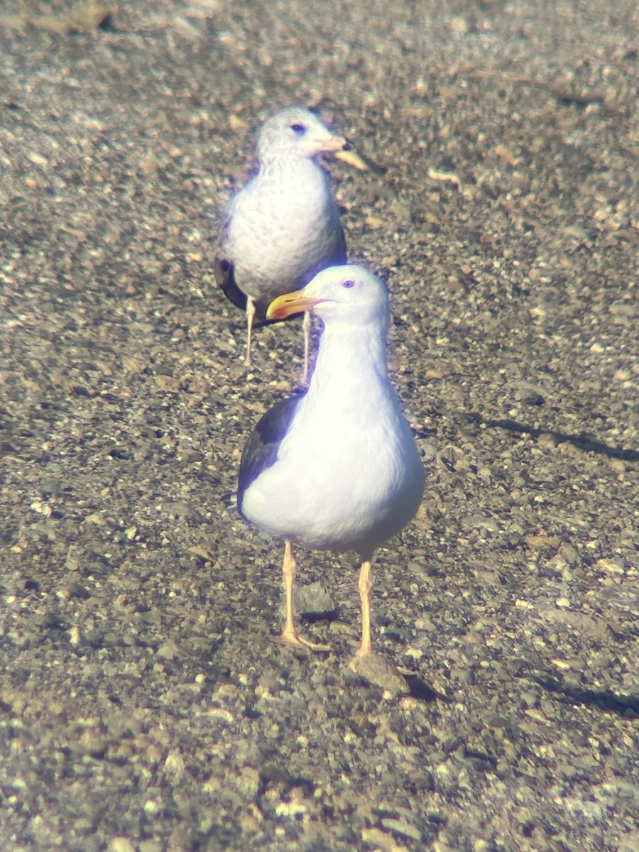 Yellow-footed Gull - ML649291749