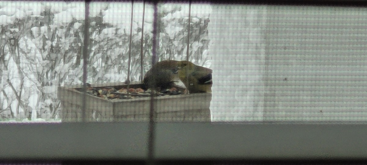 Американский чиж - ML649291776