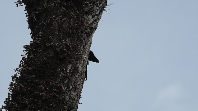 Lineated Woodpecker - ML649291922