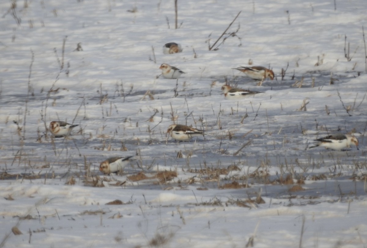 sněhule severní - ML649292139