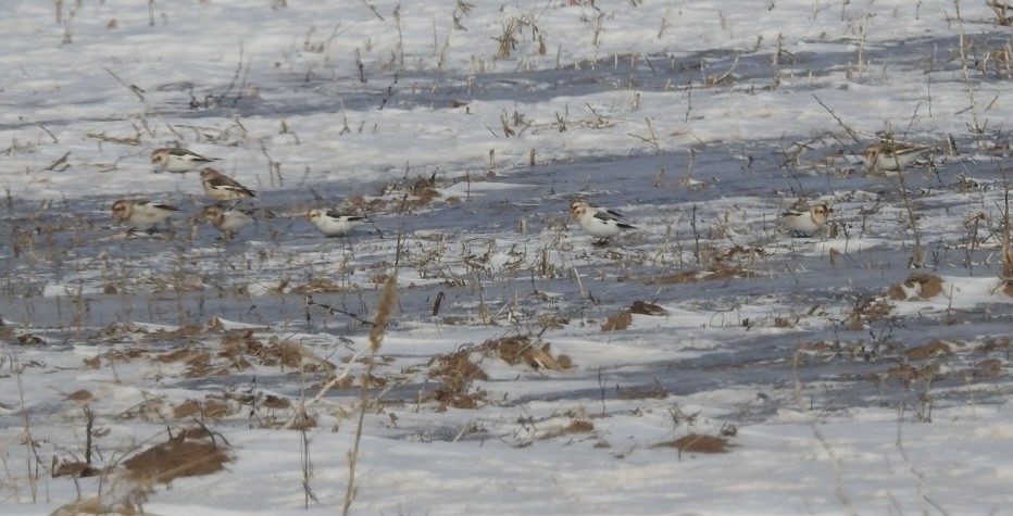 sněhule severní - ML649292140