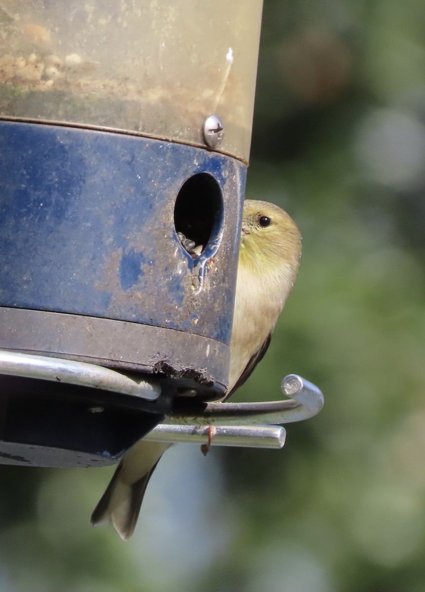 Американский чиж - ML649292372