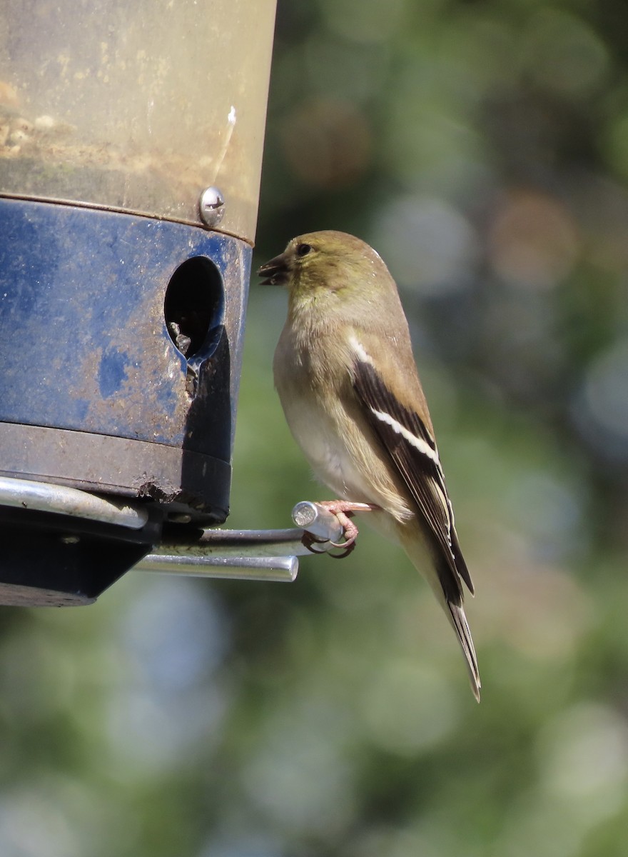 Американский чиж - ML649292374