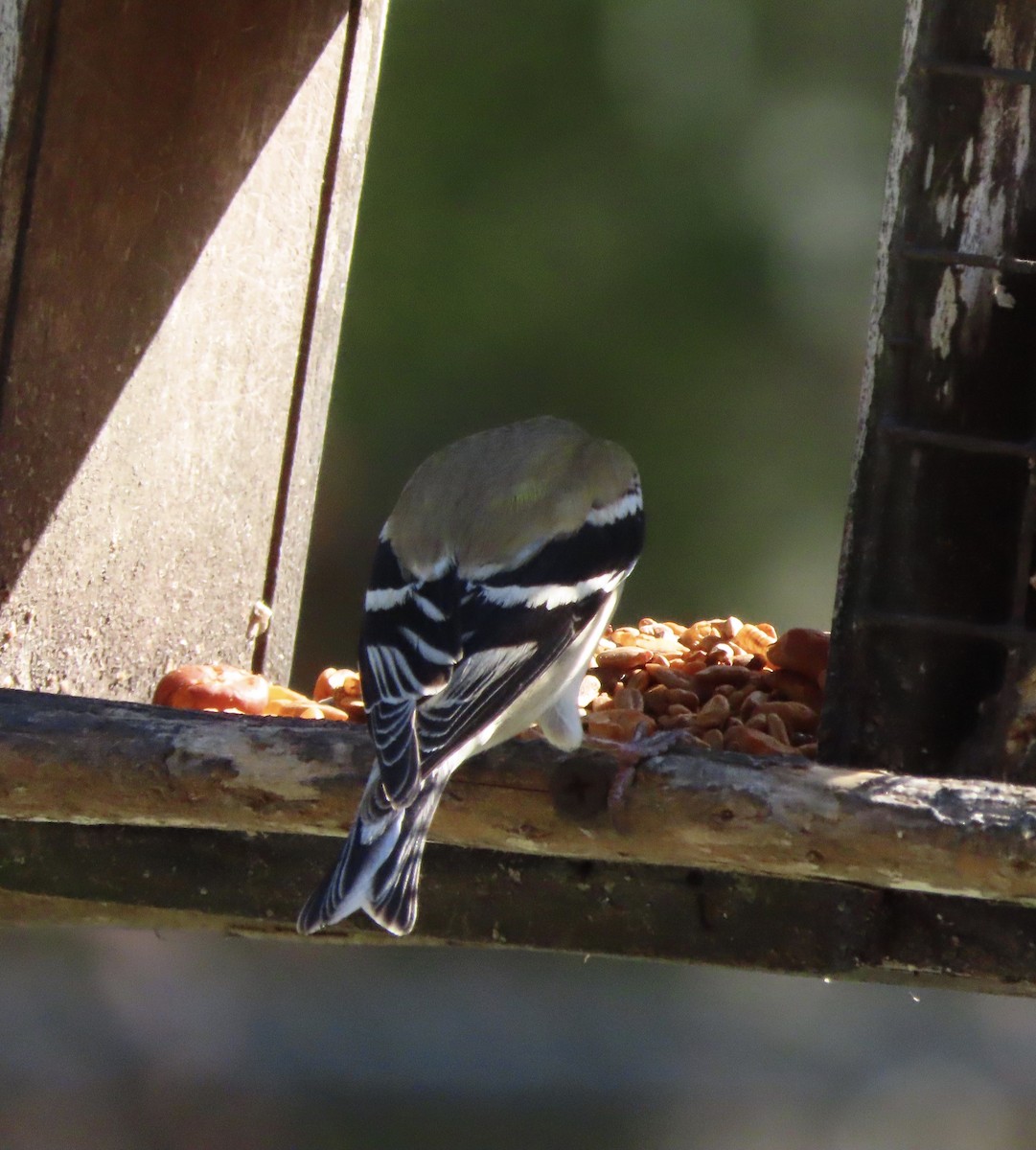 Американский чиж - ML649292375