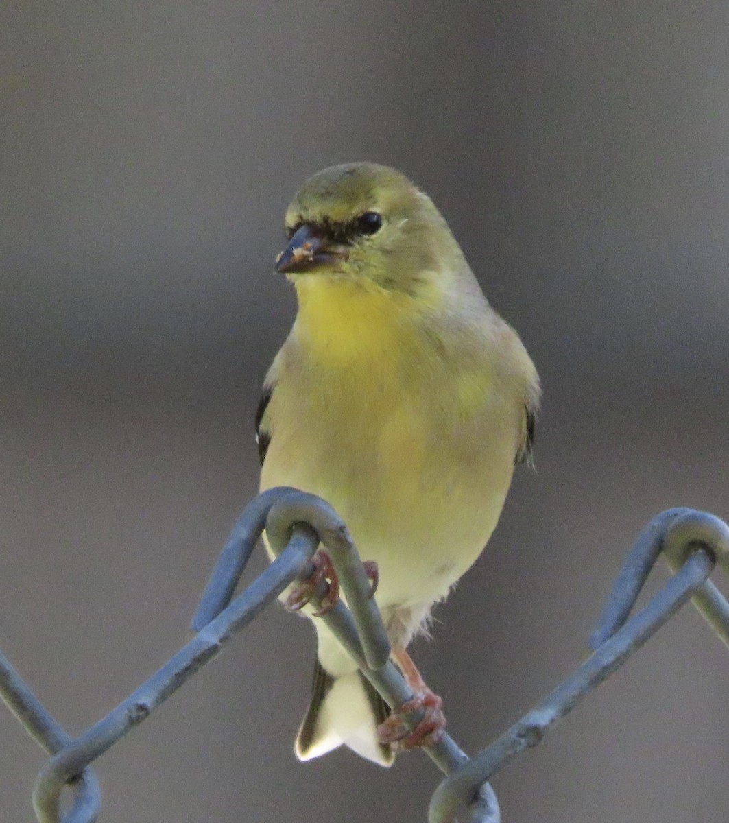 Американский чиж - ML649292376