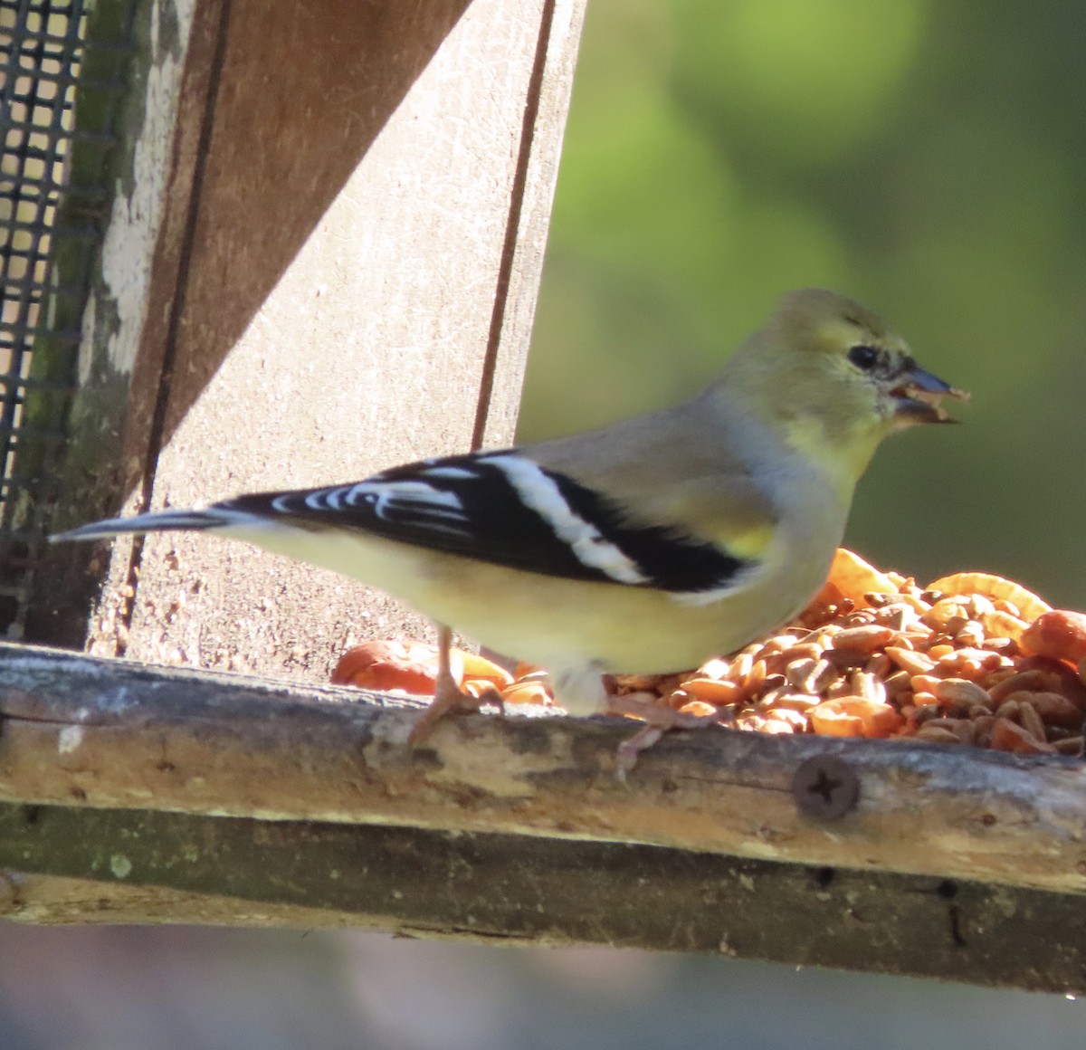 Американский чиж - ML649292377