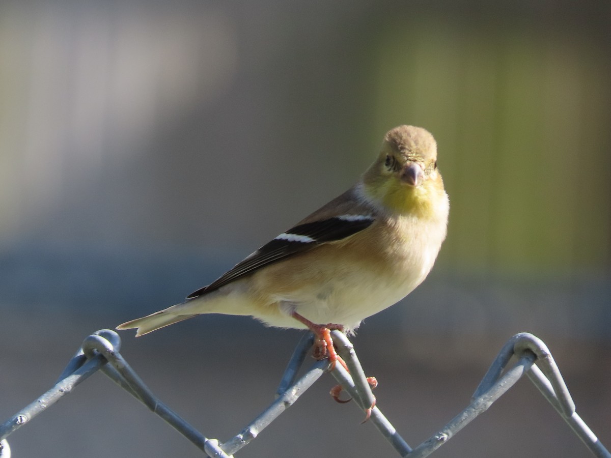 Американский чиж - ML649292379