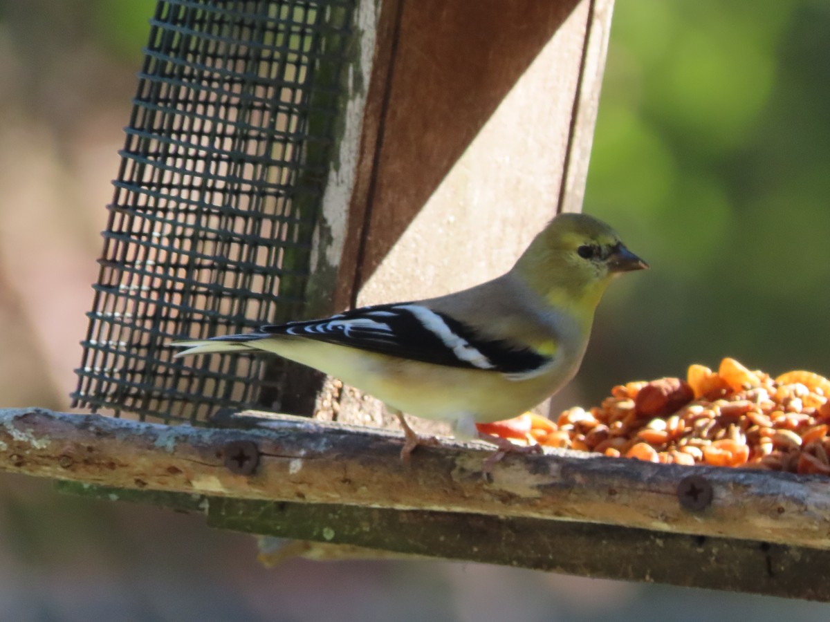 Американский чиж - ML649292380